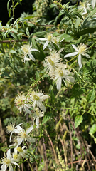 Clematis drummondii