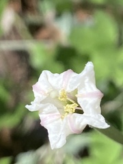 Acleisanthes longiflora