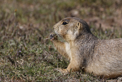 Cynomys gunnisoni