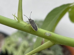 Catorhintha selector