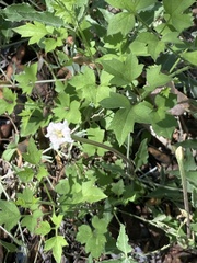 Acleisanthes longiflora