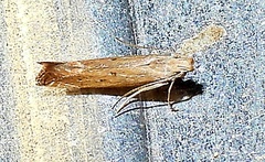 Isophrictis actinopa