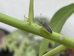 Catorhintha selector