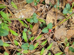 Mitchella repens