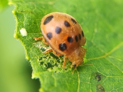 Epilachna tredecimnotata