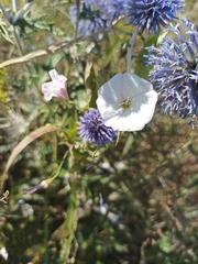 Convolvulus arvensis