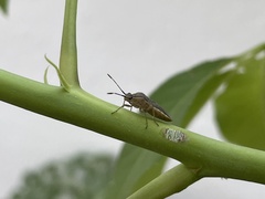 Catorhintha selector