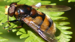 Volucella elegans
