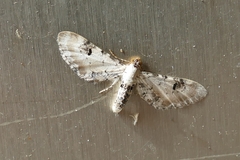 Eupithecia centaureata