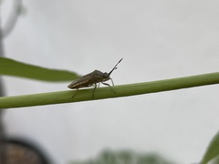 Catorhintha selector