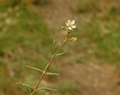 Spergularia media
