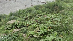 Heracleum sosnowskyi