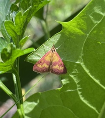 Pyrausta laticlavia