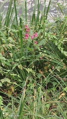 Impatiens glandulifera