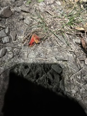 Apantesis parthenice