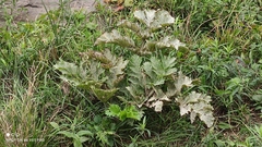 Heracleum sosnowskyi