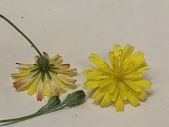 Crepis capillaris