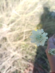 Scabiosa ochroleuca