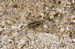 Cicindela sedecimpunctata