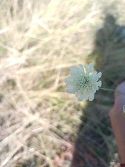 Scabiosa ochroleuca