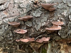 Rhodofomes cajanderi