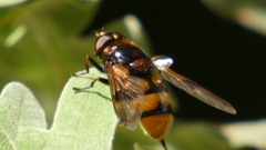 Volucella elegans