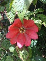 Passiflora mixta