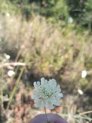 Scabiosa ochroleuca