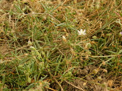 Spergularia media