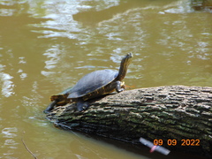 Trachemys