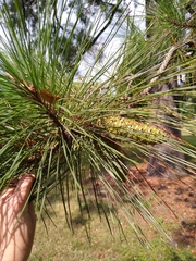 Pinus taeda