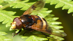 Volucella elegans