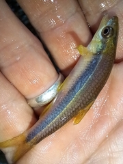 Notropis lutipinnis