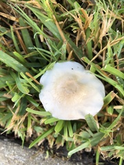 Candolleomyces candolleanus