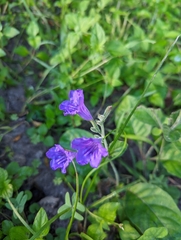 Ruellia