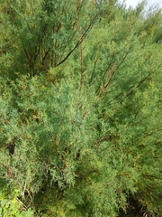 Tamarix gallica