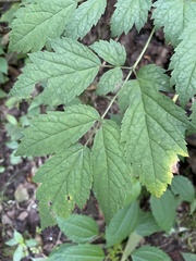 Actaea