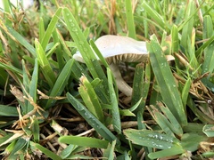 Candolleomyces candolleanus