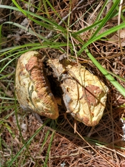 Gyroporus cyanescens