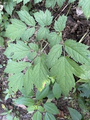 Actaea
