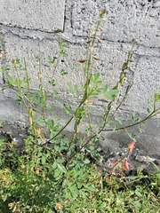 Crotalaria pumila
