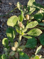 Glinus lotoides