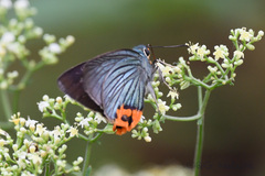 Choaspes hemixanthus