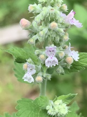 Nepeta