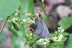 Choaspes hemixanthus