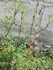 Crotalaria pumila
