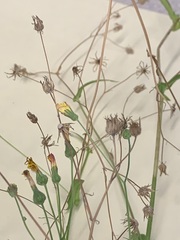Crepis capillaris