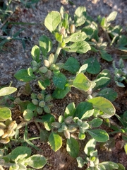 Glinus lotoides
