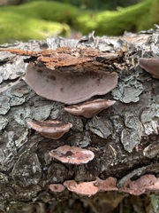 Rhodofomes cajanderi