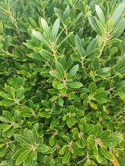 Ilex glabra